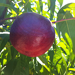 Нектарин 3-х річний "Біг Топ" (середній, зимовостійкий, великоплідний)