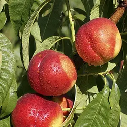 3-х річний Нектарин "Бурштиновий" (самоплідний сорт, середньопізній)