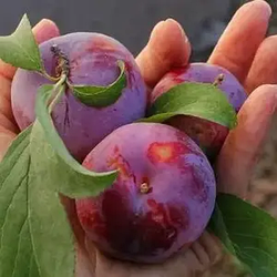 Слива 3-х річна Диплоїдна "Прайм Тайм" (великоплідний сорт)