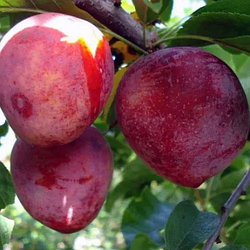 3-х річна Слива диплоїдна "Пінк Сатурн" (середній термін дозрівання)