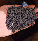 Насіння соняшника гібрид НС Х 8002 А-Е ЕКСТРА під ГРАНСТАР Юа Агролідер 2024 рік, фото 2