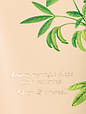 Лосьйон для тіла Victoria's Secret Fragrance Lotion Afternoon Light, фото 3