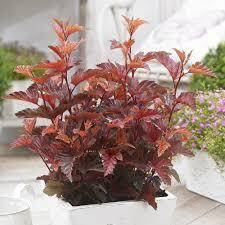 Пухироплідник калинолистий Little Angel 2 річний, Пузыреплодник калинолистный Литл Ангел, physocarpus opulifolius Little Angel, фото 4