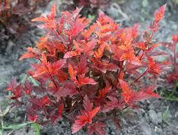 Пухироплідник калинолистий Little Angel 2 річний, Пузыреплодник калинолистный Литл Ангел, physocarpus opulifolius Little Angel, фото 2