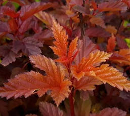 Пухироплідник калинолистий Little Angel 2 річний, Пузыреплодник калинолистный Литл Ангел, physocarpus opulifolius Little Angel, фото 5
