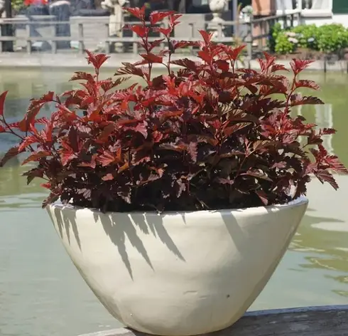 Пухироплідник калинолистий Little Angel 2 річний, Пузыреплодник калинолистный Литл Ангел, physocarpus opulifolius Little Angel, фото 1