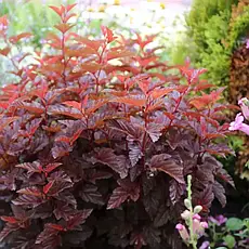 Пухироплідник калинолистий Little Angel 2 річний, Пузыреплодник калинолистный Литл Ангел, physocarpus opulifolius Little Angel, фото 3