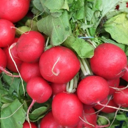 Насіння Редиска "Сора" 2 г