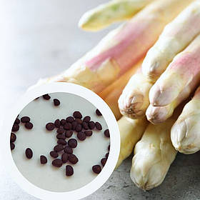 Спаржа Аржентельська насіння 1 гр (прибл 50 шт) багаторічна (Aspáragus officinális) французська аспарагус садовий