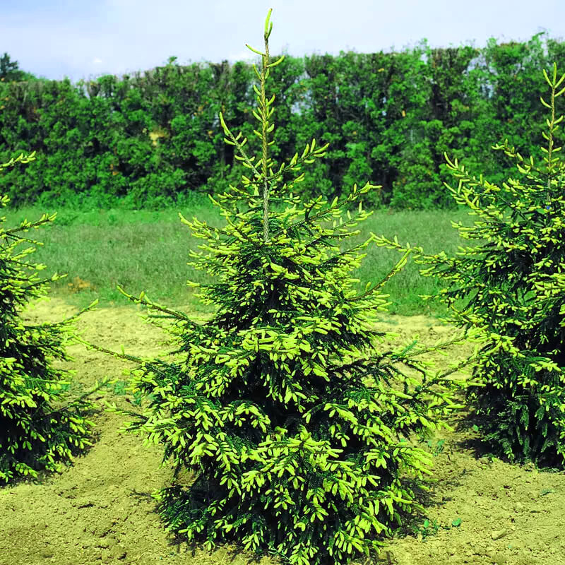 Саджанці Ялини східної (Picea orientalis) P9