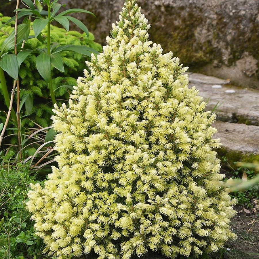 Саджанці Ялини канадської Дейзі Уайт (Picea glauca Daisy's White) Р9, фото 1