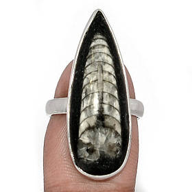 Ортоцерас каблучки