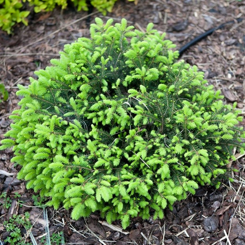 Саджанці Ялини звичайної Нідіформіс (Picea abies Nidiformis) Р9