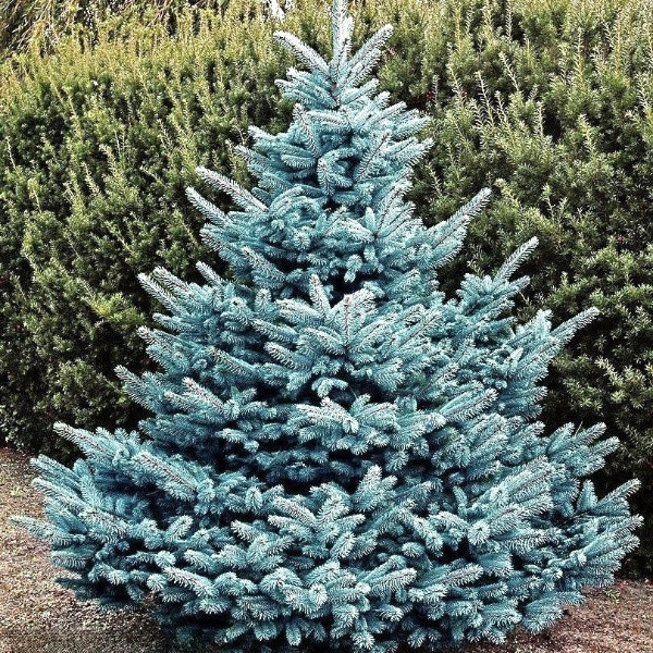 Саджанці Ялини колючої блакитної Кейбаб, 4-х річна (Picea pungens Glauca Kaibab) С3, фото 1
