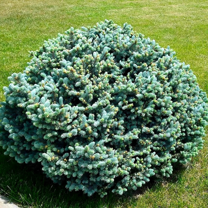 Саджанці Ялини чорної Нана (Picea mariana Nana) Р9