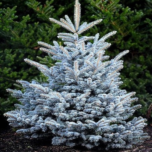 Саджанці Ялини колючої Глаука Місті Блю (Picea pungens Glauca Blue) Р9