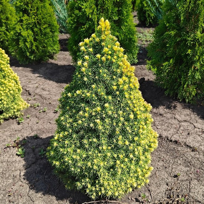Саджанці Ялини канадської Дейзі Уайт, 3-х річна (Picea glauca Daisy's White) С1.5