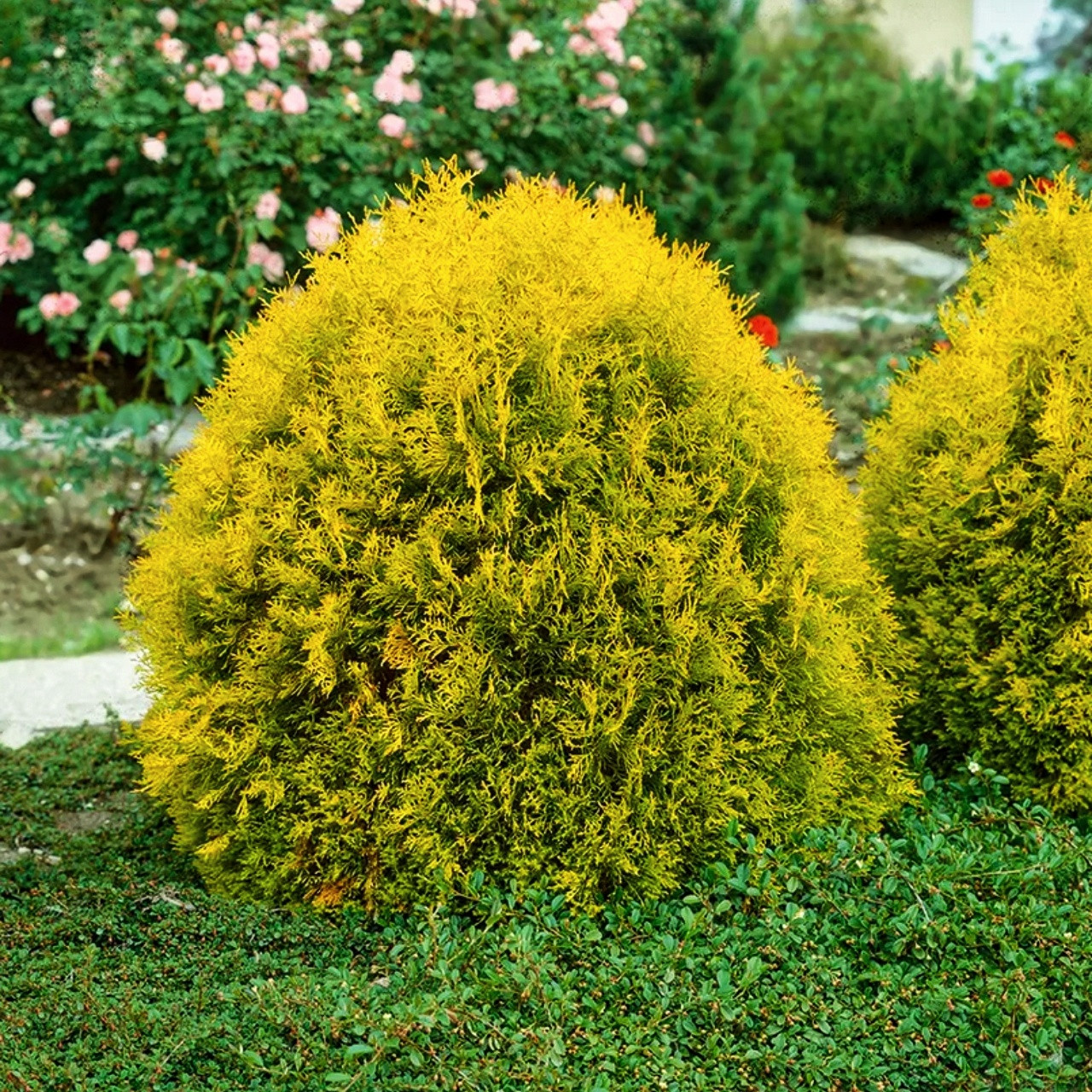 Саджанці Туї західної Рейнголд (Thuja occidentalis Rheingold) Р9