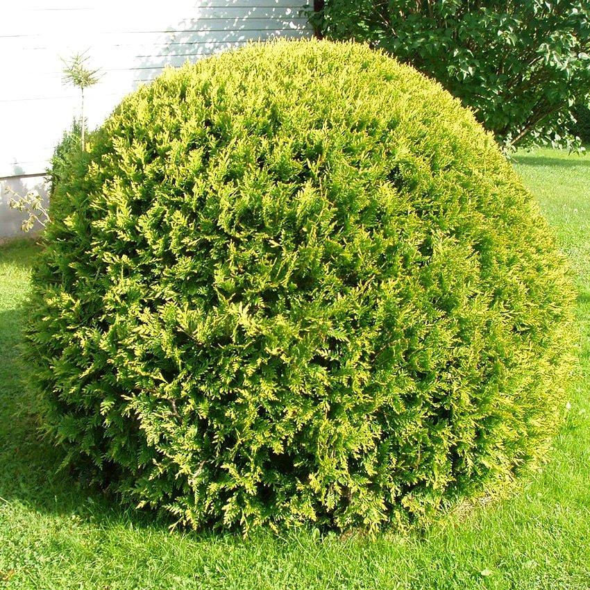 Саджанці Туї західної Столвик (Thuja occidentalis Stolwijk) Р9