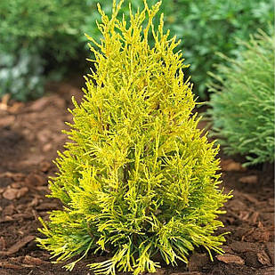 Саджанці Туї складчастої Форевер Голді (Thuja plicata Forever Goldу) Р9