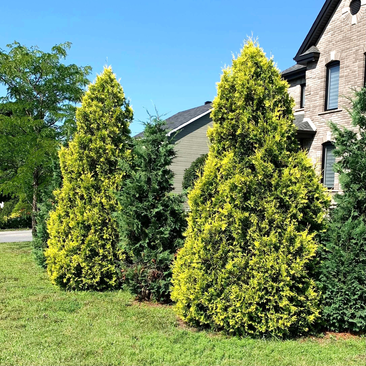 Саджанці Туї західної Санкіст (Thuja occidentalis Sunkist) Р9