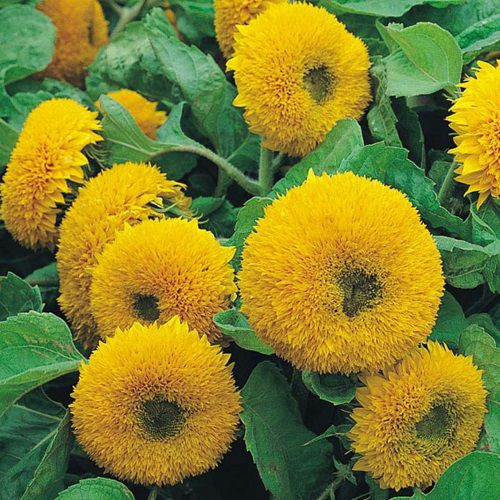 Соняшник декоративний "Ведмежонок"