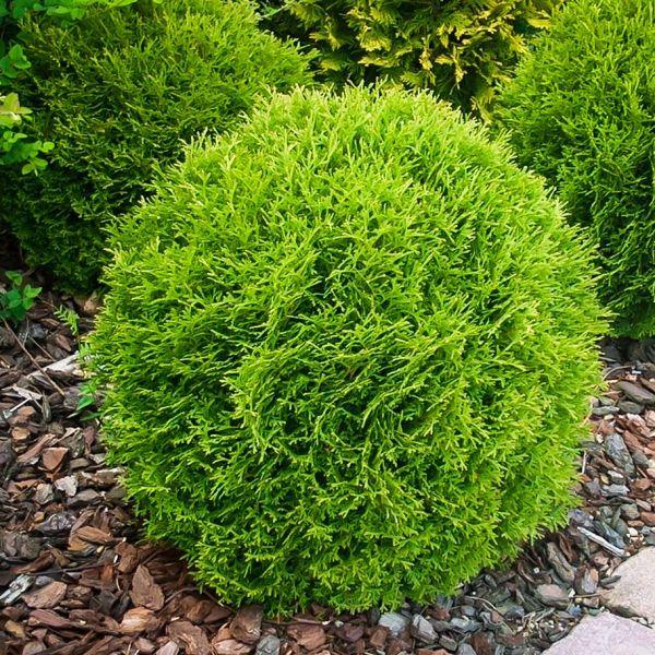 Саджанці Туї західної Літл Гиант (Thuja occidentalis Little Giant) Р9