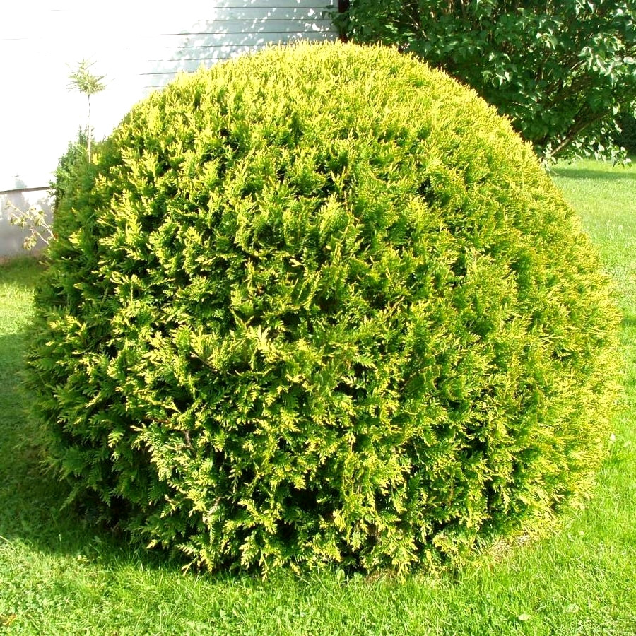 Саджанці Туї західної Вудварді (Thuja occidentalis Woodwardii) Р9