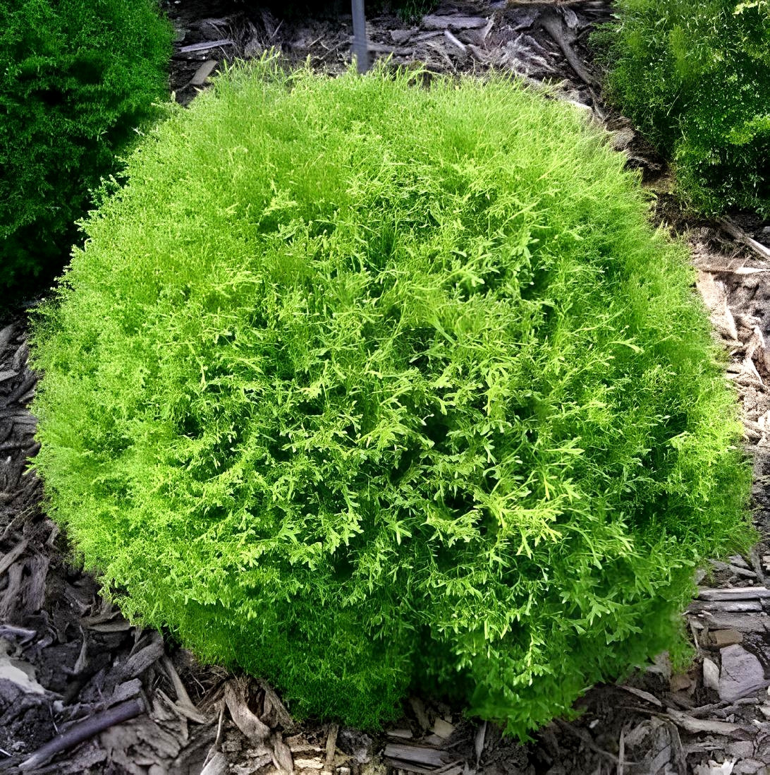 Саджанці Туї західної Холм Болл (Thuja occidentalis Holm Ball) Р9