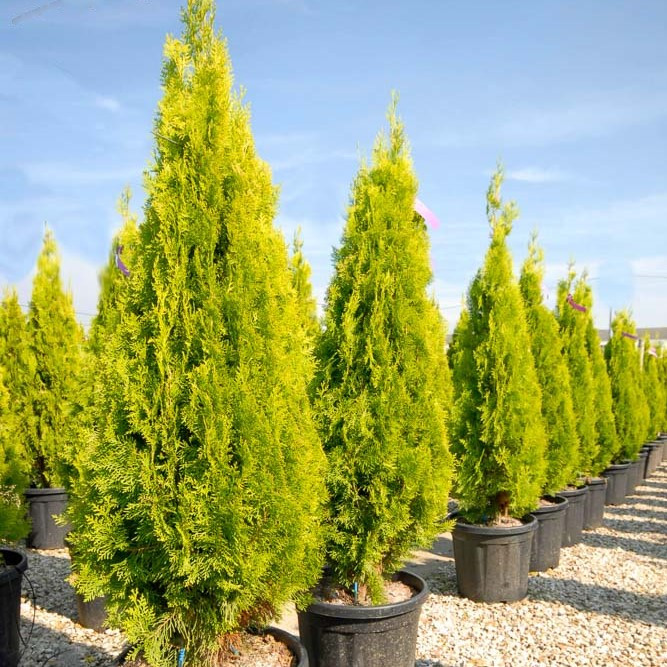 Саджанці Туї східної Пірамідаліс Ауреа (Thuja orientalis Pyramidalis Aurea) Р9