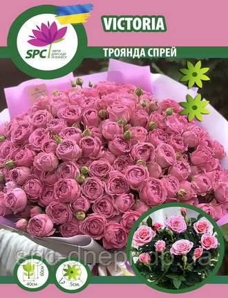 Троянда спрей  Victoria