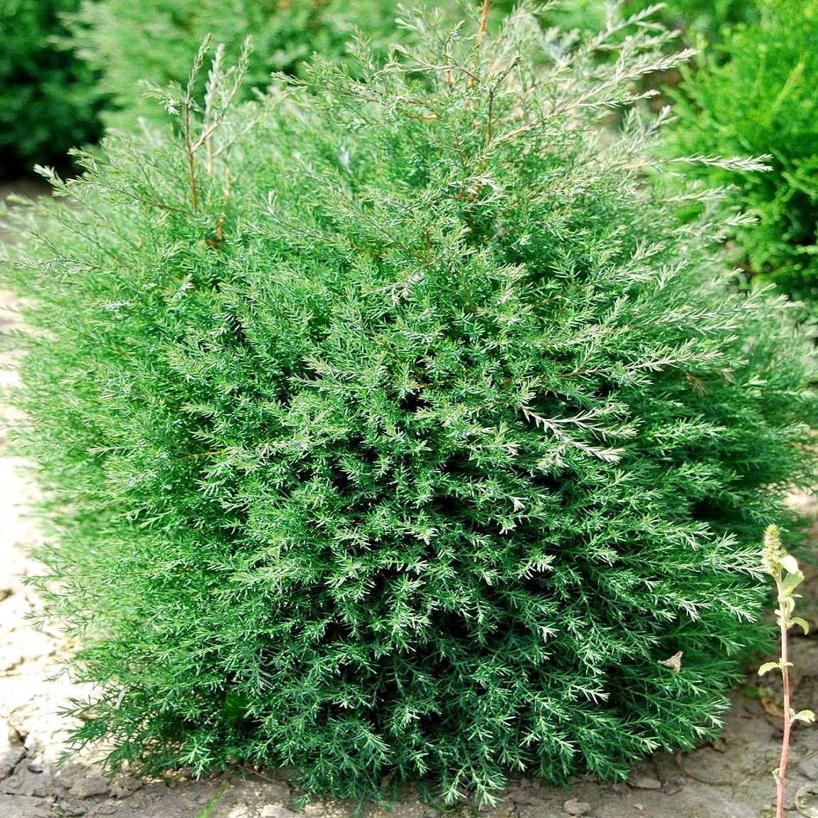 Саджанці Туї західної Ельвангера (Thuja Ellwangeriana) Р9