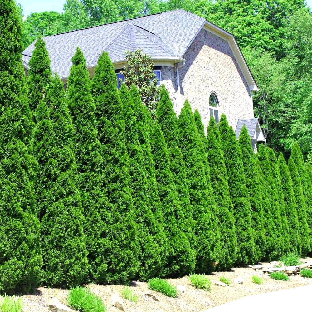 Саджанці Туї західної Кінг оф Брабант (Thuja occidentalis King of Brabant) Р9