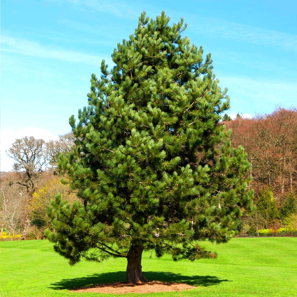 Саджанці Сосни Чорної (Австрійської) (Pinus Nigra Austriaca) Р9