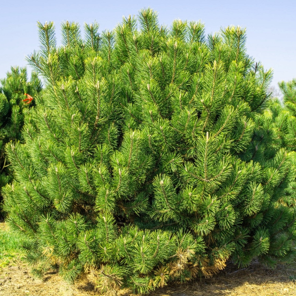 Саджанці Сосни Гачкуватої (Сосна Піренейська) (Pinus uncinata) Р9
