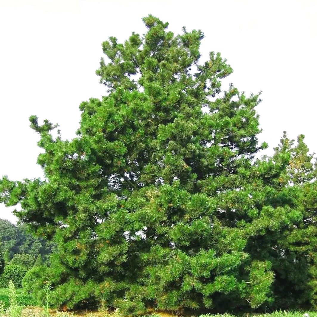 Саджанці Сосни Скручена (Pinus contorta) Р9