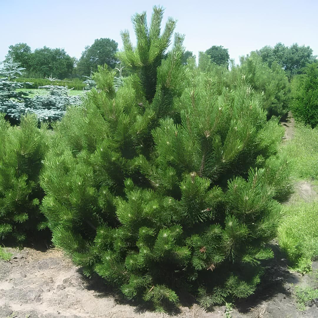 Саджанці Сосни Чорної (Pinus Nigra) Р9
