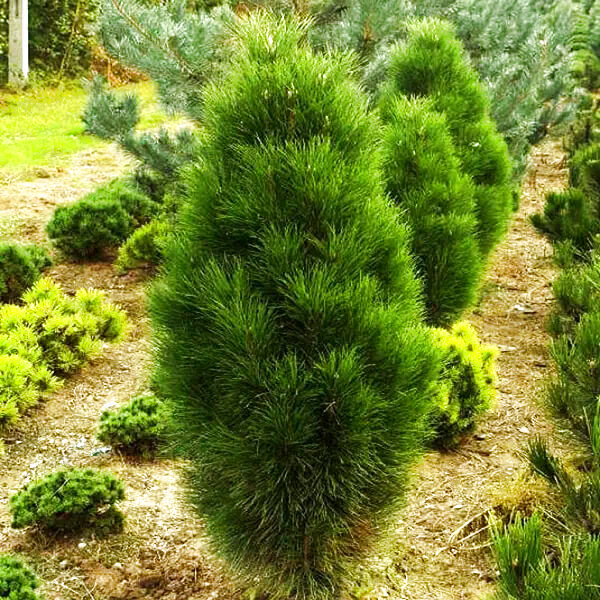Саджанці Сосни чорної Пірамідаліс (Pinus nigra Pyramidalis) Р9, фото 1