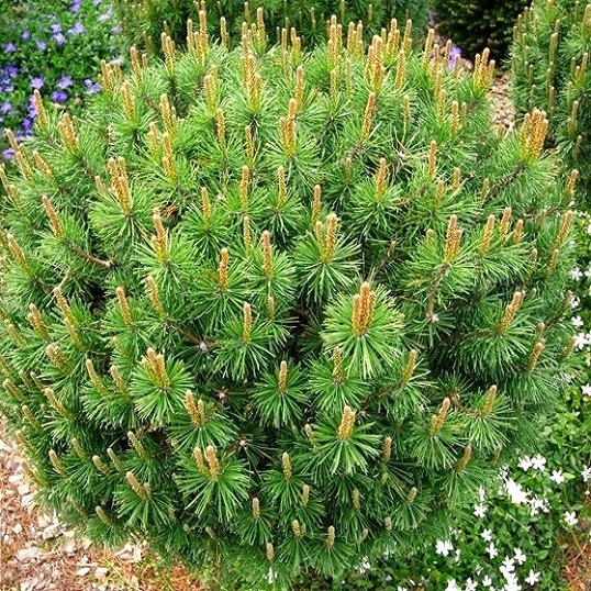 Саджанці Сосни гірської карликової Ротундата (Pinus Mugo - Rotundata) Р9