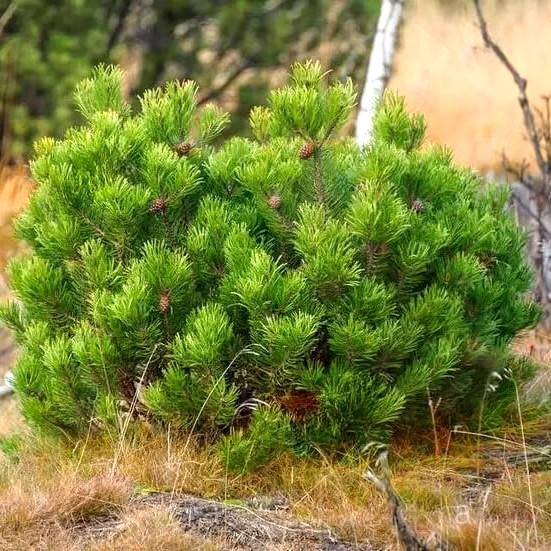 Саджанці Сосни гірської карликової Ротундата, 4-х річна (Pinus Mugo - Rotundata) С3
