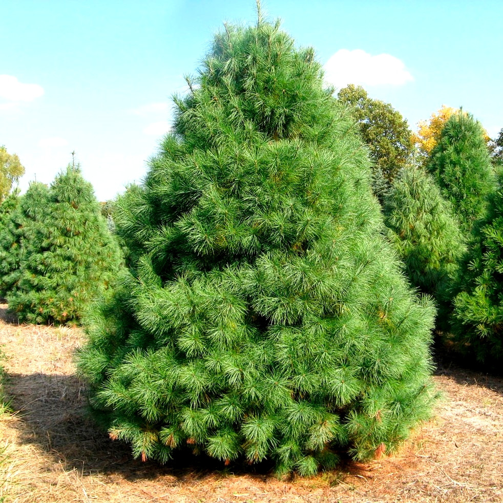 Саджанці Сосни Веймутової (Pinus strobus) Р9