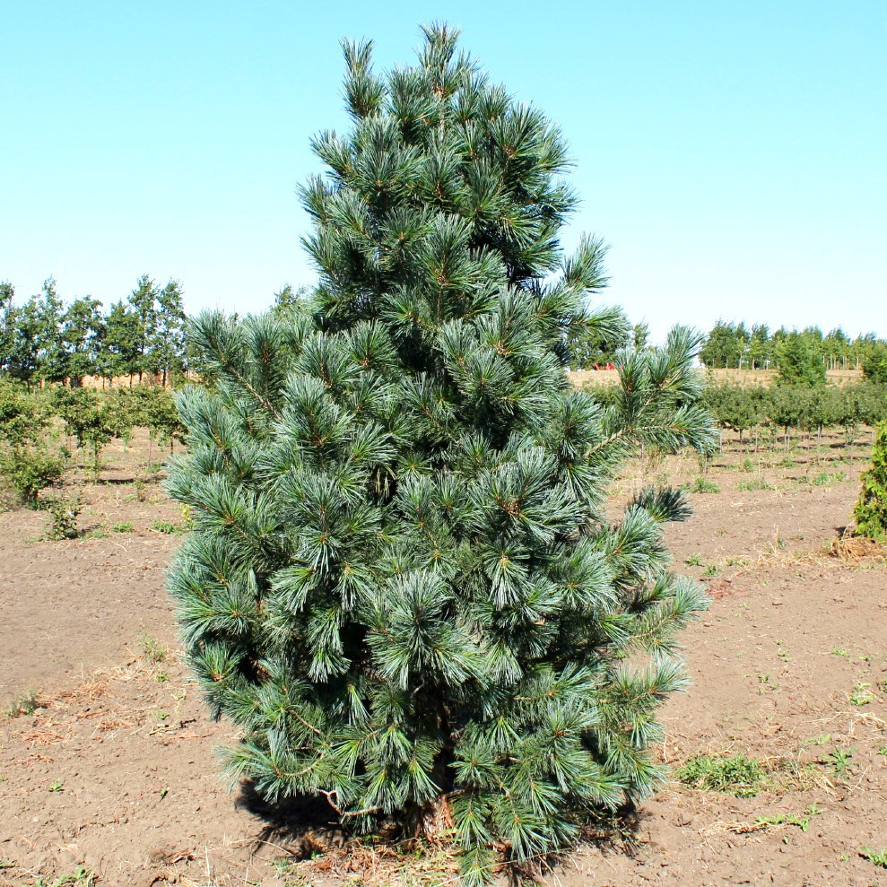 Саджанці Сосни м'якої (Pinus flexilis) Р9