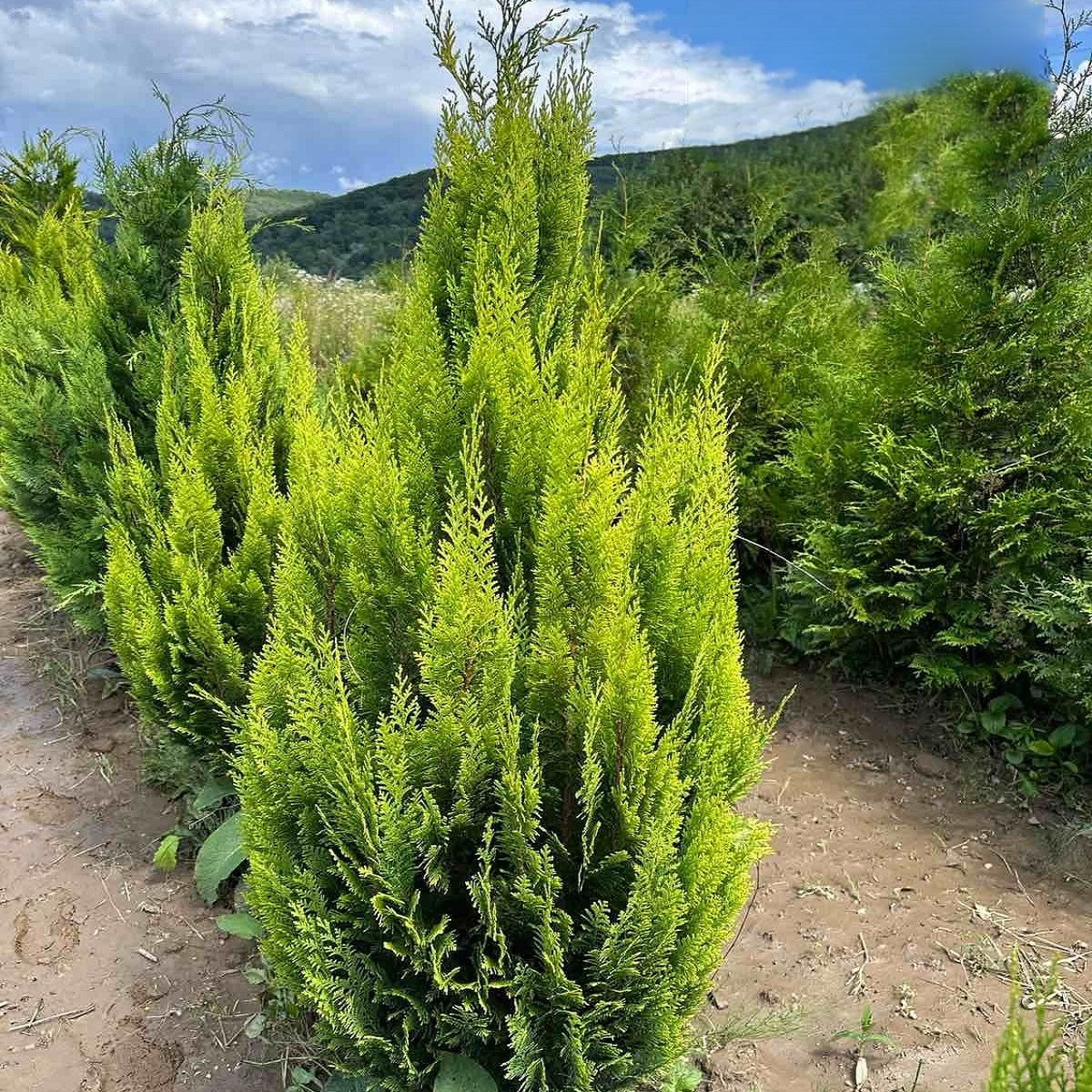 Саджанці Кипарисовика Лавсона Алюмі голд (Chamaecyparis lawsoniana Alumigold) Р9