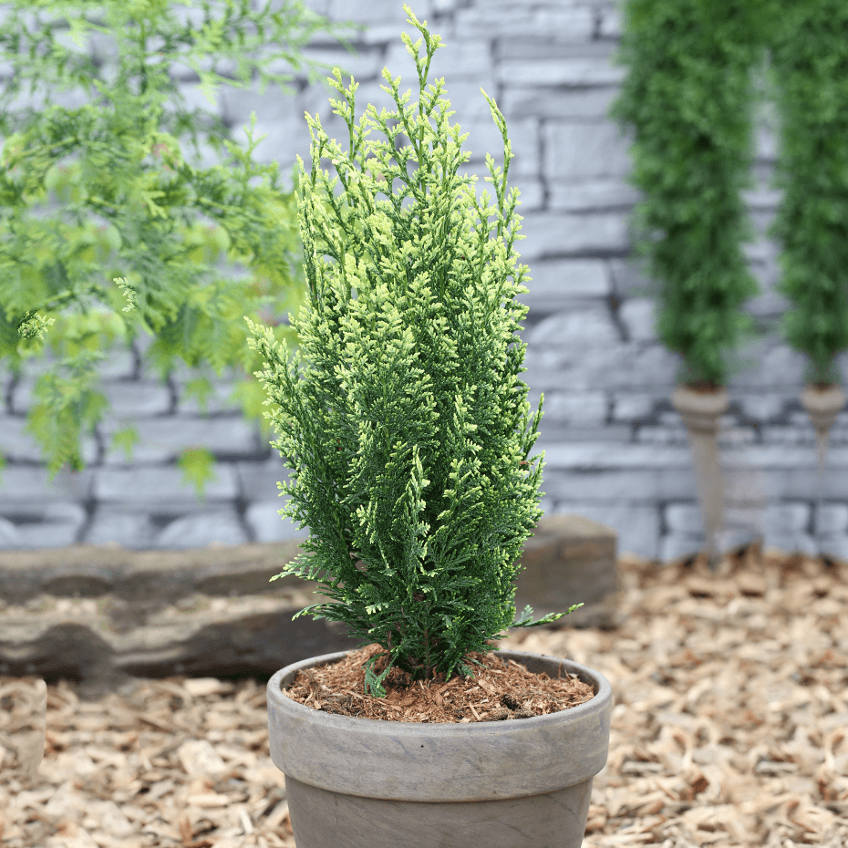 Саджанці Кипарисовика Лавсона Уайт Спот (Chamaecyparis lawsoniana White Spot) Р9