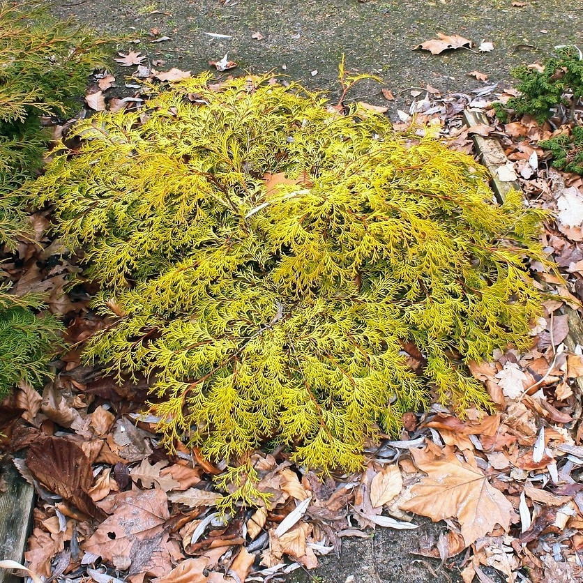 Саджанці Кипарисовика тупого Камарачиба (Chamaecyparis obtusa Kamarachiba) Р9