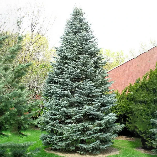 Саджанці Ялиці одноколірної Глаука (Abies concolor Glauca) Р9
