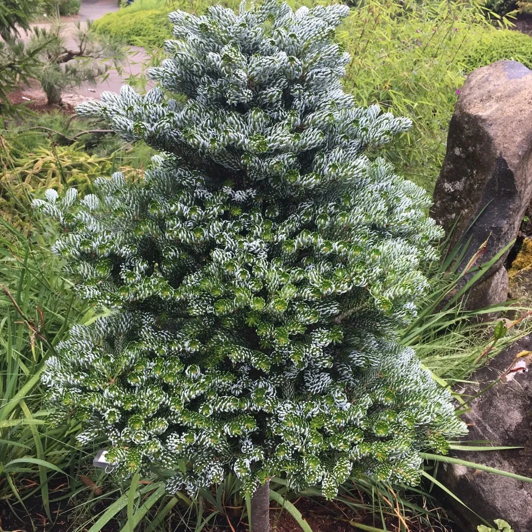 Саджанці Ялиці Корейської, 4-х річна (Abies Koreana) С3