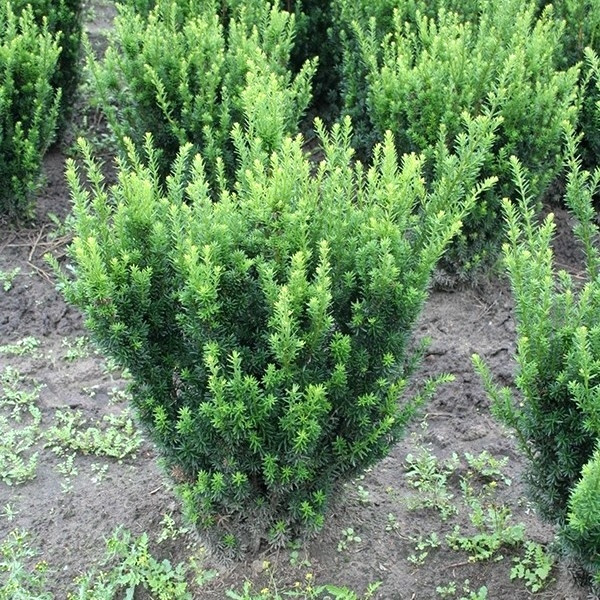 Саджанці Тиса середнього Хілі (Taxus media Hillii) Р9