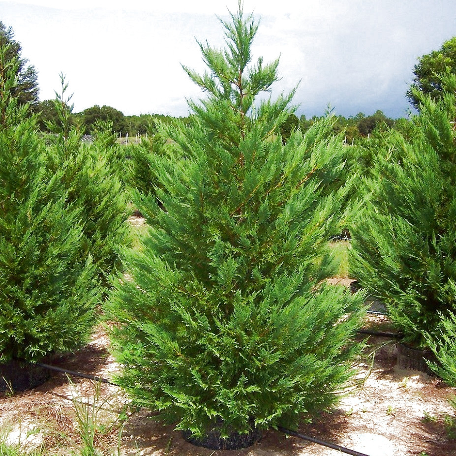 Саджанці Купрессоципариса Лейланда, 4-х річний (Cupressocyparis leylandii) С3