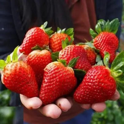 Полуниця Альба - солодка, рання, продуктивна, фото 1